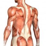 diagram of muscle-fiber
