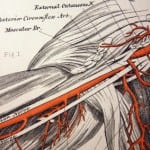 picture of muscle chart picture of muscle chart