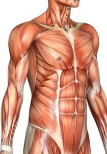 picture of muscle graph