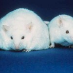 picture of obese mice