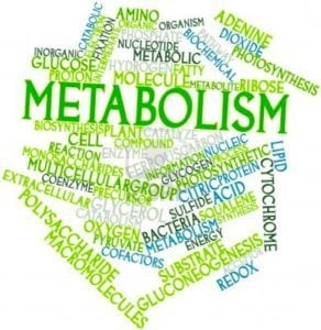 3j-metabolism