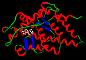 androgen receptor