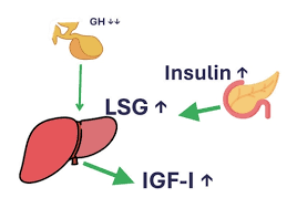 - IGF-1 Benefits - Insulin-Like Growth Factor - Muscle Growth - Cell Regeneration - Anti-Aging - Tissue Repair - Bone Density - Growth Hormone - Lean Muscle Mass - Fat Metabolism - Recovery Enhancement - Protein Synthesis - Skin Health - Wound Healing - Cognitive Function - Immune System Boost - Joint Health - Athletic Performance - Strength Improvement - Hormonal Balance - Energy Levels - Fat Loss - Bone Growth - Cartilage Repair - Muscle Recovery - Metabolic Function - Endurance - Anabolic Effects - Muscle Repair - Growth Factor - Neuroprotection - Physical Performance - Tissue Growth - Organ Health - Cell Growth - Improved Stamina - IGF-1 Pathways - Hormone Therapy - Enhanced Healing - Cellular Rejuvenation