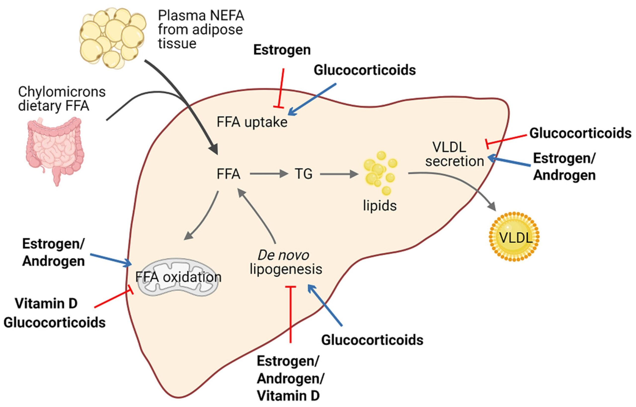 - Steroids - Liver function - Hepatotoxicity - Anabolic steroids - Liver enzymes - ALT (Alanine transaminase) - AST (Aspartate transaminase) - Liver stress - Liver damage - Jaundice - Bile production - Detoxification - Liver toxicity - Cirrhosis - Fatty liver - Peliosis hepatis - Liver tumors - Liver regeneration - Steroid side effects - Alcohol and steroids