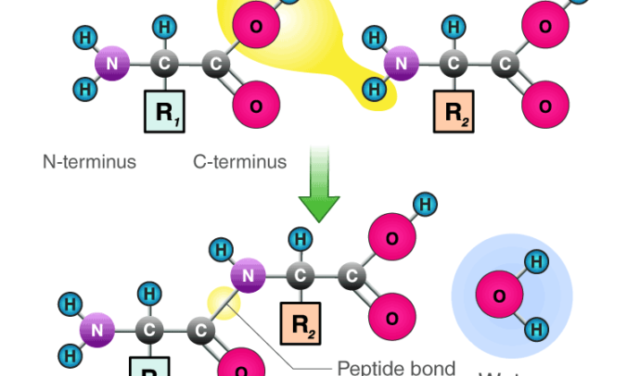 A Beginner’s Guide to Protein Peptides